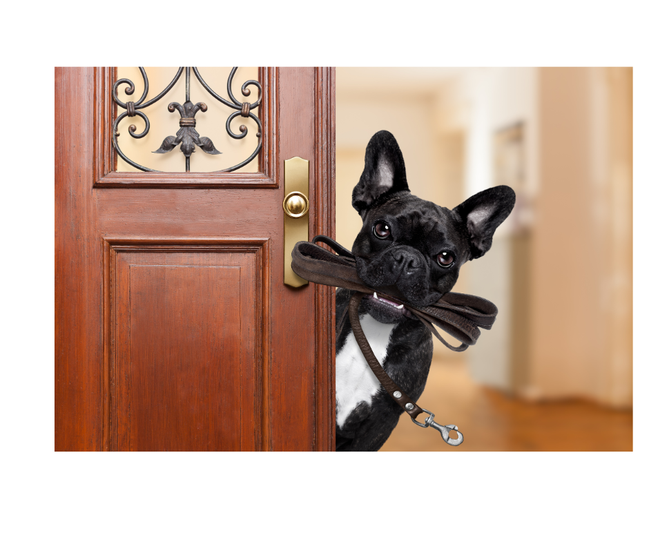 Dog walking visits include a walk with a professional dog walker around your local neighborhood and/or playtime time outside in your fenced-in backyard. Aunt T's Pet Sitting and Pet Services | Michigan | 810-931-1062 Aunt T's Pet Sitting and Pet Services | Michigan | 810-931-1062 | pet sitting
