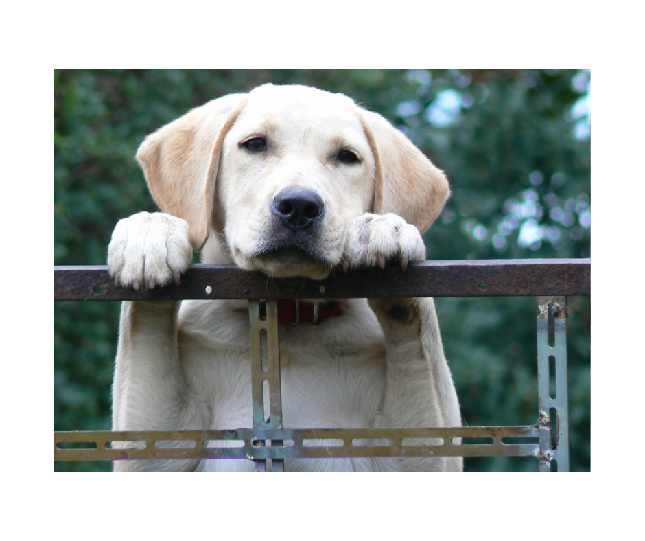 Dog walking visits include a walk with a professional dog walker around your local neighborhood and/or playtime time outside in your fenced-in backyard. Aunt T's Pet Sitting and Pet Services | Michigan | 810-931-1062 Aunt T's Pet Sitting and Pet Services | Michigan | 810-931-1062 | pet sitting
