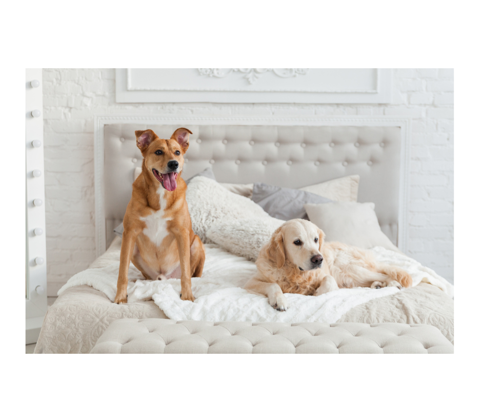 Your pets will love sleeping in their own bed while they look forward to visits from their favorite pet care professional. Aunt T's Pet Sitting and Pet Services | Michigan | 810-931-1062 Aunt T's Pet Sitting and Pet Services | Michigan | 810-931-1062 | pet sitting