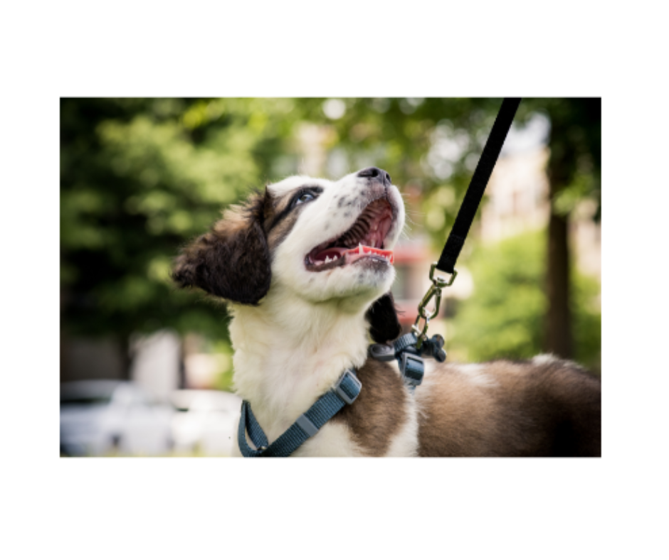 Dog walking visits include a walk with a professional dog walker around your local neighborhood and/or playtime time outside in your fenced-in backyard. Aunt T's Pet Sitting and Pet Services | Michigan | 810-931-1062 Aunt T's Pet Sitting and Pet Services | Michigan | 810-931-1062 | pet sitting