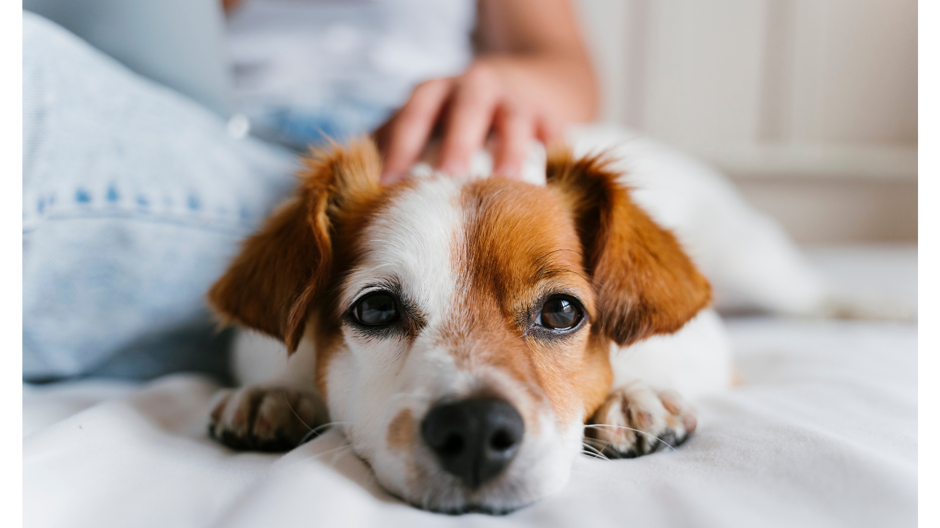 Your pets will love sleeping in their own bed while they look forward to visits from their favorite pet care professional. Aunt T's Pet Sitting and Pet Services | Michigan | 810-931-1062 Aunt T's Pet Sitting and Pet Services | Michigan | 810-931-1062 | pet sitting