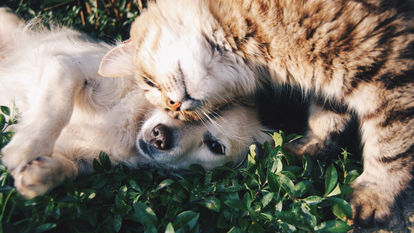 Your pets will love sleeping in their own bed while they look forward to visits from their favorite pet care professional. Aunt T's Pet Sitting and Pet Services | Michigan | 810-931-1062 Aunt T's Pet Sitting and Pet Services | Michigan | 810-931-1062 | pet sitting
