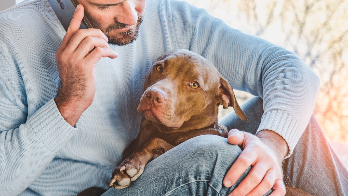 Your pets will love sleeping in their own bed while they look forward to visits from their favorite pet care professional. Aunt T's Pet Sitting and Pet Services | Michigan | 810-931-1062 Aunt T's Pet Sitting and Pet Services | Michigan | 810-931-1062 | pet sitting
