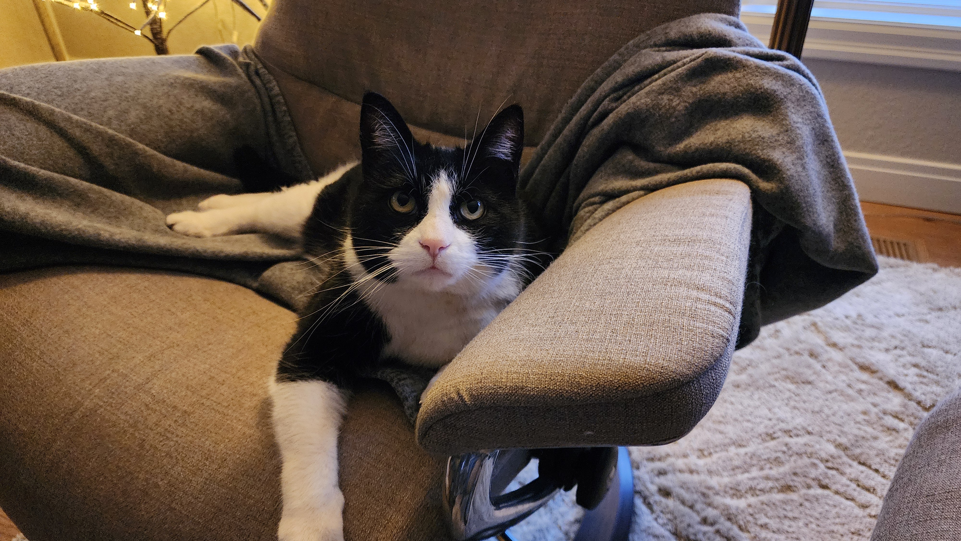 We love cats and understand the need for regular socialization while you are gone! All cat visits include fresh water, feeding and litterbox scooping. Aunt T's Pet Sitting and Pet Services | Michigan | 810-931-1062 Aunt T's Pet Sitting and Pet Services | Michigan | 810-931-1062 | pet sitting