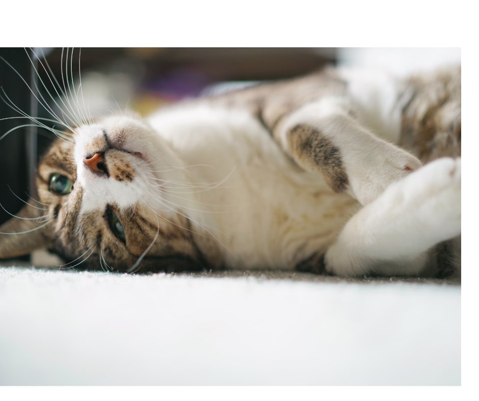 We love cats and understand the need for regular socialization while you are gone! All cat visits include fresh water, feeding and litterbox scooping. Aunt T's Pet Sitting and Pet Services | Michigan | 810-931-1062 Aunt T's Pet Sitting and Pet Services | Michigan | 810-931-1062 | pet sitting