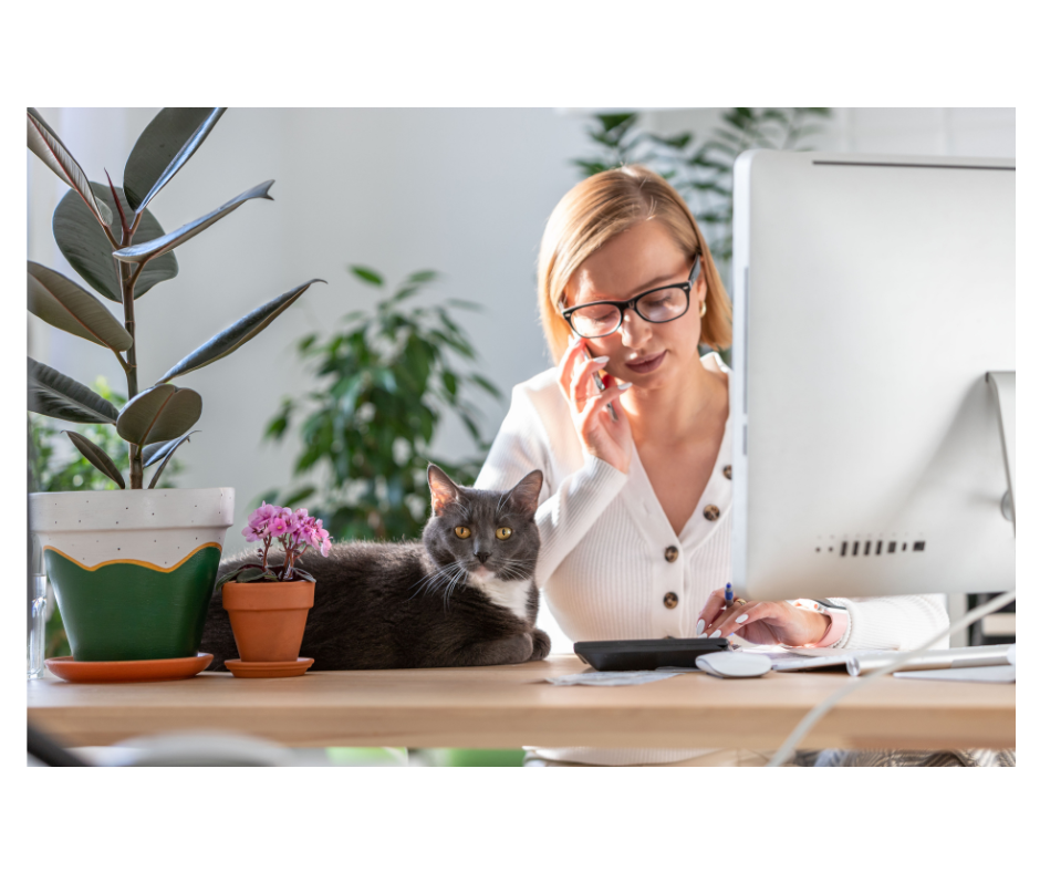 We love cats and understand the need for regular socialization while you are gone! All cat visits include fresh water, feeding and litterbox scooping. Aunt T's Pet Sitting and Pet Services | Michigan | 810-931-1062 Aunt T's Pet Sitting and Pet Services | Michigan | 810-931-1062 | pet sitting