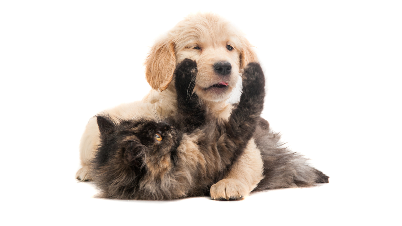 Our overnight pet sitting service consists of one of our highly trained and background checked team members staying the night in your home. Aunt T's Pet Sitting and Pet Services | Michigan | 810-931-1062 Aunt T's Pet Sitting and Pet Services | Michigan | 810-931-1062 | pet sitting