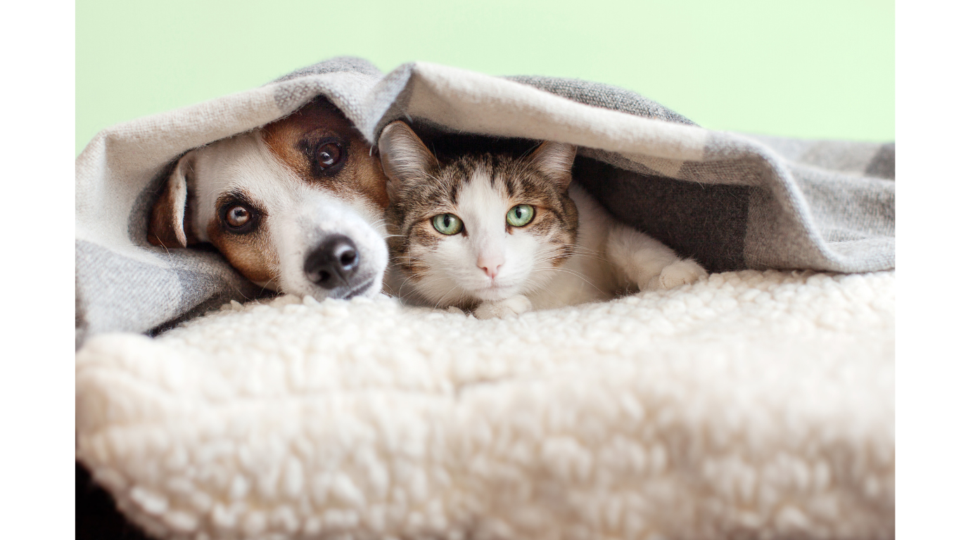 Our overnight pet sitting service consists of one of our highly trained and background checked team members staying the night in your home. Aunt T's Pet Sitting and Pet Services | Michigan | 810-931-1062 Aunt T's Pet Sitting and Pet Services | Michigan | 810-931-1062 | pet sitting