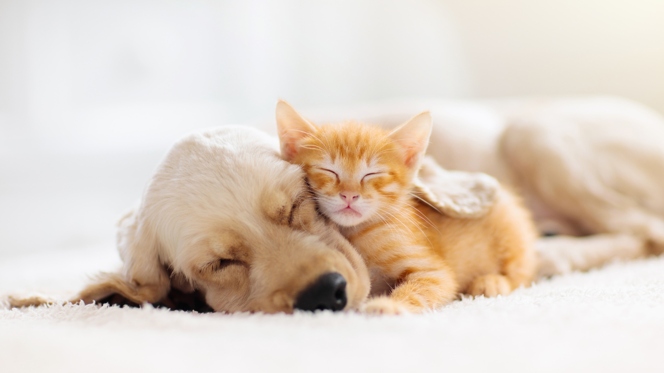 Our overnight pet sitting service consists of one of our highly trained and background checked team members staying the night in your home. Aunt T's Pet Sitting and Pet Services | Michigan | 810-931-1062 Aunt T's Pet Sitting and Pet Services | Michigan | 810-931-1062 | pet sitting