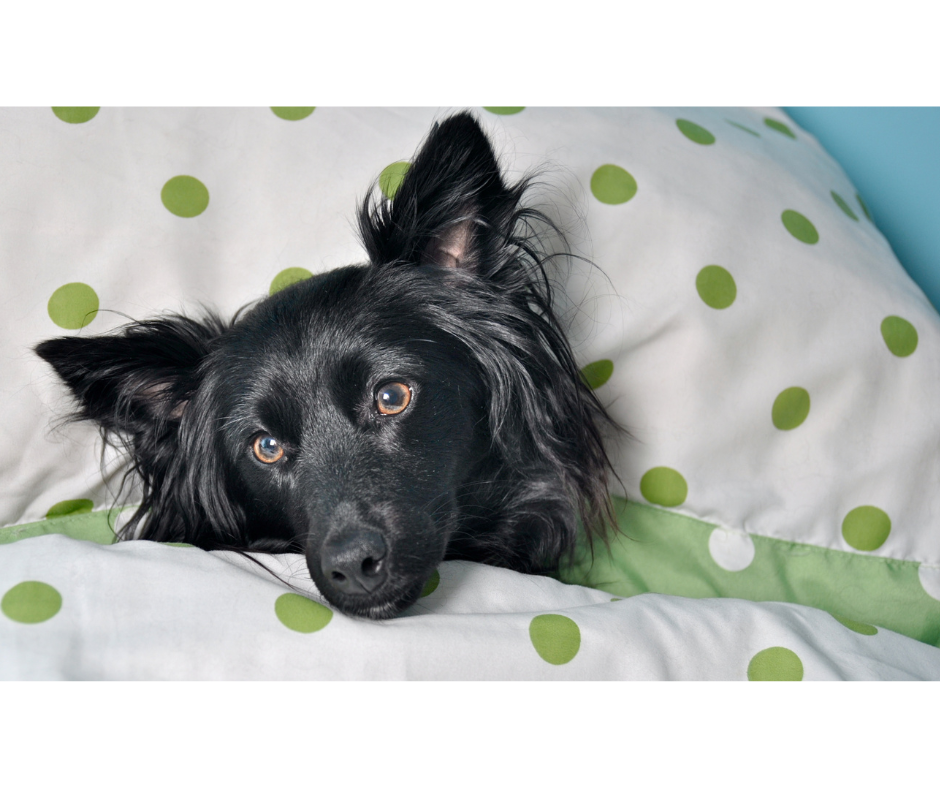 Aunt T's Pet Sitting and Pet Services | Michigan | 810-931-1062 Aunt T's Pet Sitting and Pet Services | Michigan | 810-931-1062 | pet sitting