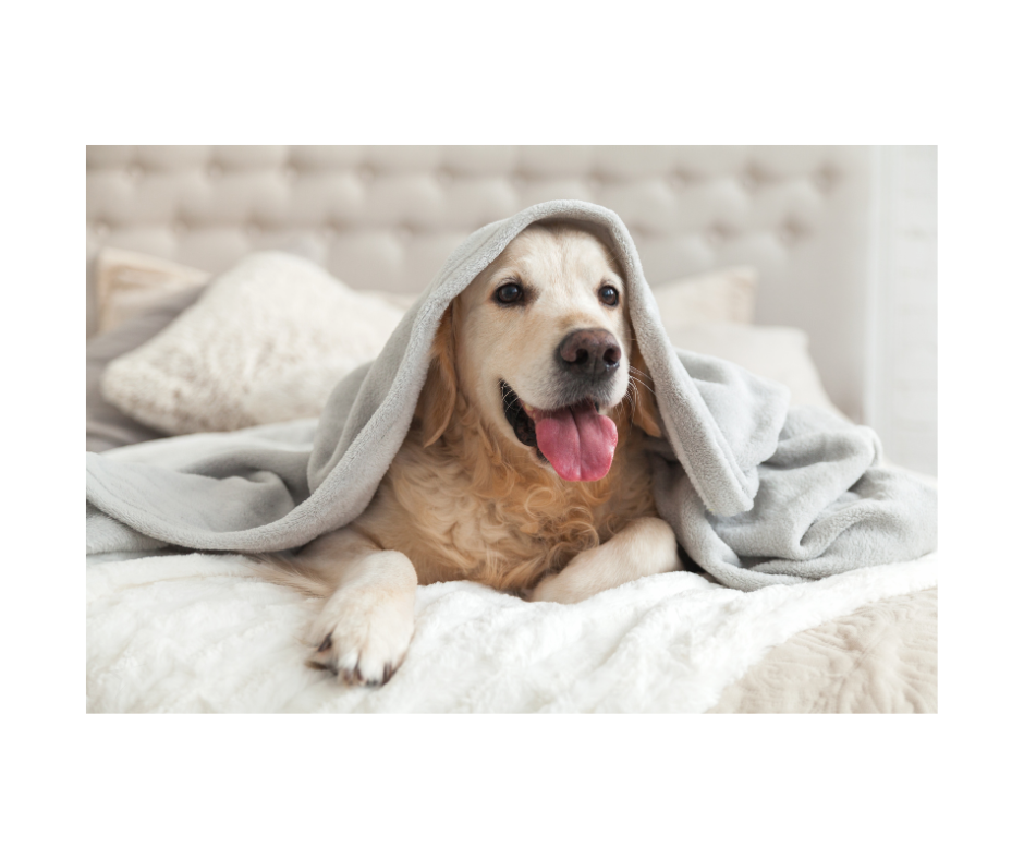 Aunt T's Pet Sitting and Pet Services | Michigan | 810-931-1062 Aunt T's Pet Sitting and Pet Services | Michigan | 810-931-1062 | pet sitting