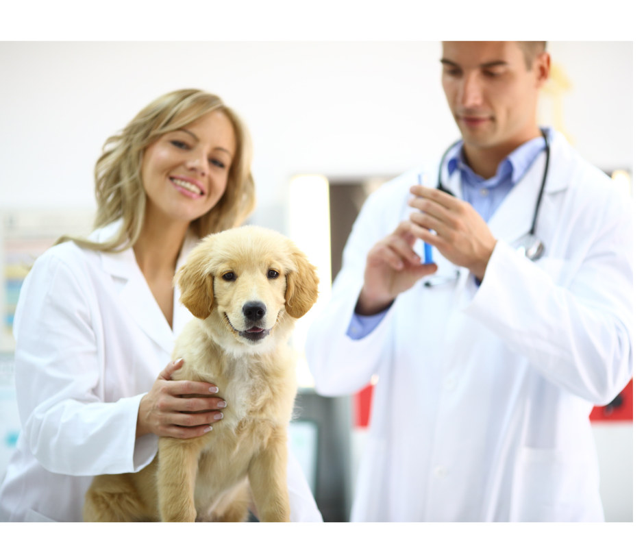Aunt T's Pet Sitting and Pet Services | Michigan | 810-931-1062 Aunt T's Pet Sitting and Pet Services | Michigan | 810-931-1062 | pet sitting