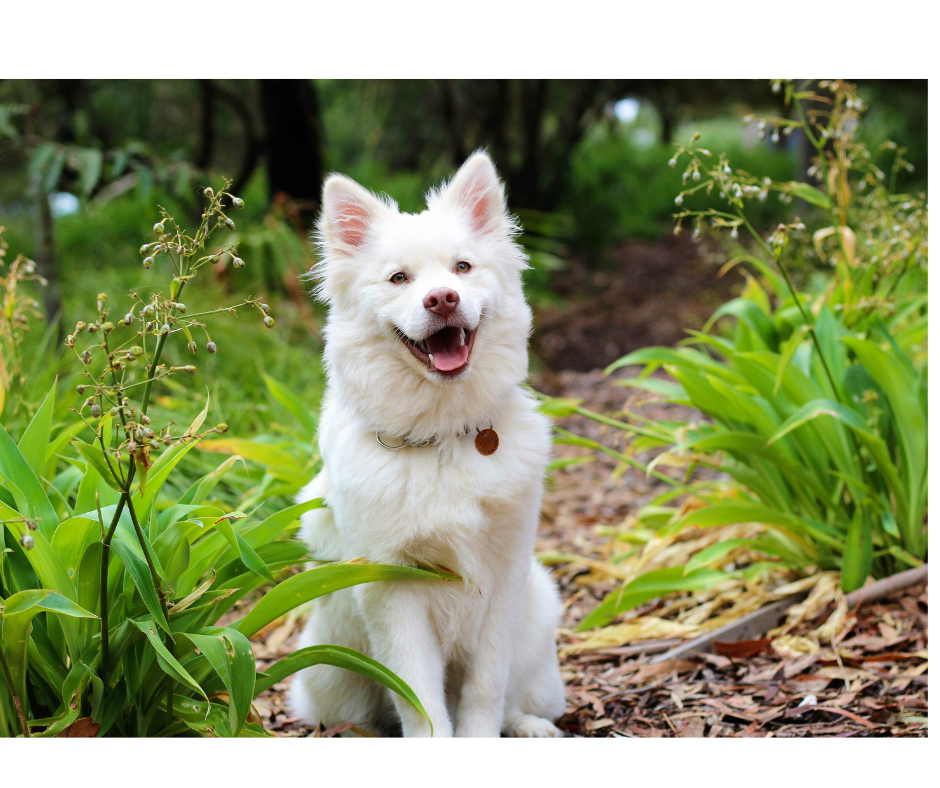 Aunt T's Pet Sitting and Pet Services | Michigan | 810-931-1062 Aunt T's Pet Sitting and Pet Services | Michigan | 810-931-1062 | pet sitting