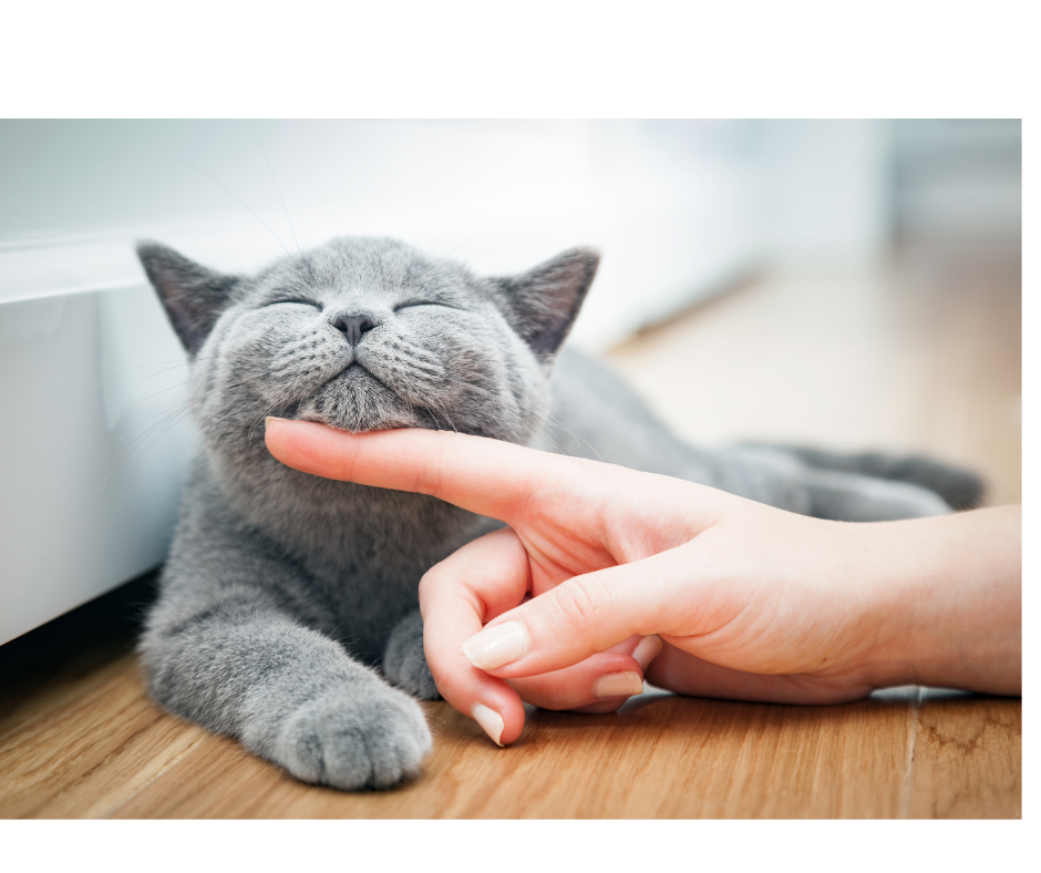 Aunt T's Pet Sitting and Pet Services | Michigan | 810-931-1062 Aunt T's Pet Sitting and Pet Services | Michigan | 810-931-1062 | pet sitting