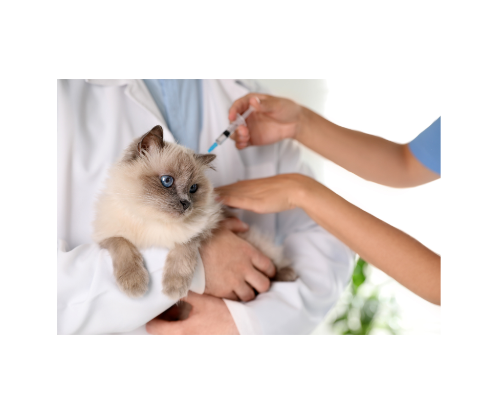 Aunt T's Pet Sitting and Pet Services | Michigan | 810-931-1062 Aunt T's Pet Sitting and Pet Services | Michigan | 810-931-1062 | pet sitting