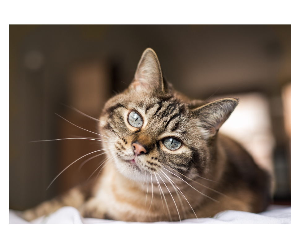 Aunt T's Pet Sitting and Pet Services | Michigan | 810-931-1062 Aunt T's Pet Sitting and Pet Services | Michigan | 810-931-1062 | pet sitting