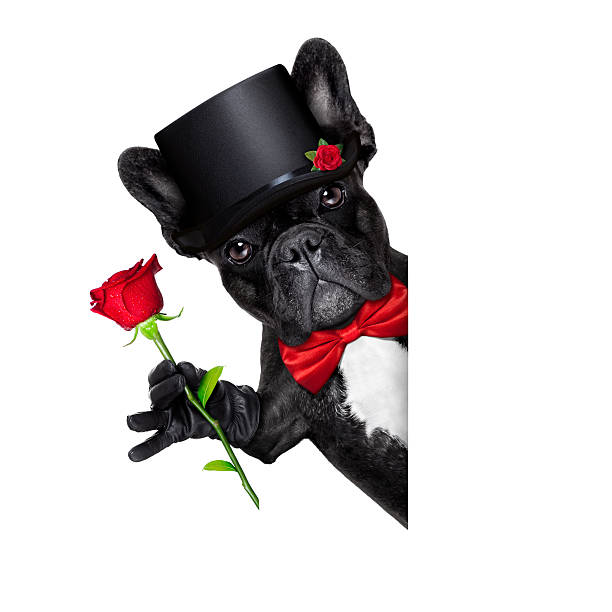 Aunt T's Pet Sitting and Pet Services | Michigan | 810-931-1062 Aunt T's Pet Sitting and Pet Services | Michigan | 810-931-1062 | pet sitting