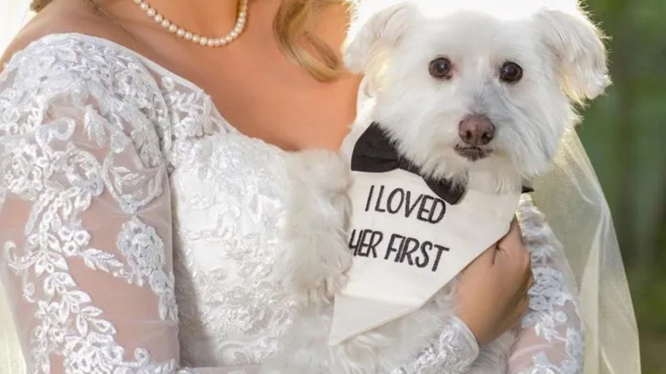 Aunt T's Pet Sitting and Pet Services | Michigan | 810-931-1062 Aunt T's Pet Sitting and Pet Services | Michigan | 810-931-1062 | pet sitting