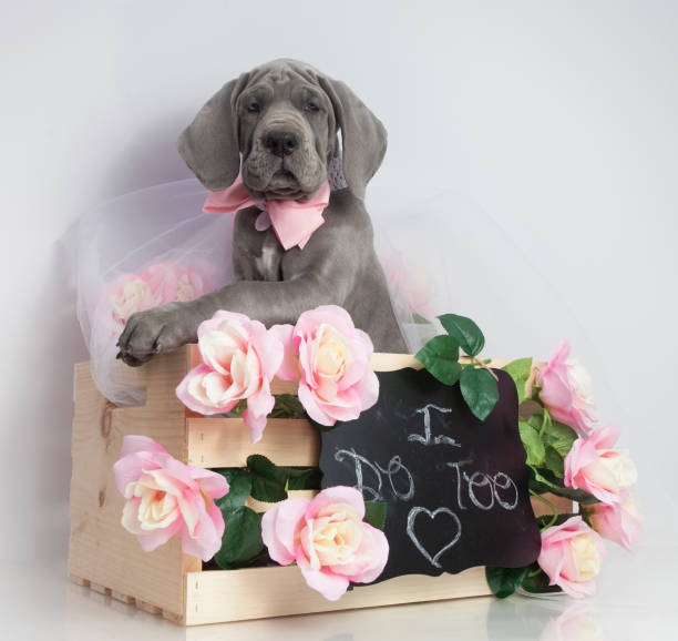Aunt T's Pet Sitting and Pet Services | Michigan | 810-931-1062 Aunt T's Pet Sitting and Pet Services | Michigan | 810-931-1062 | pet sitting