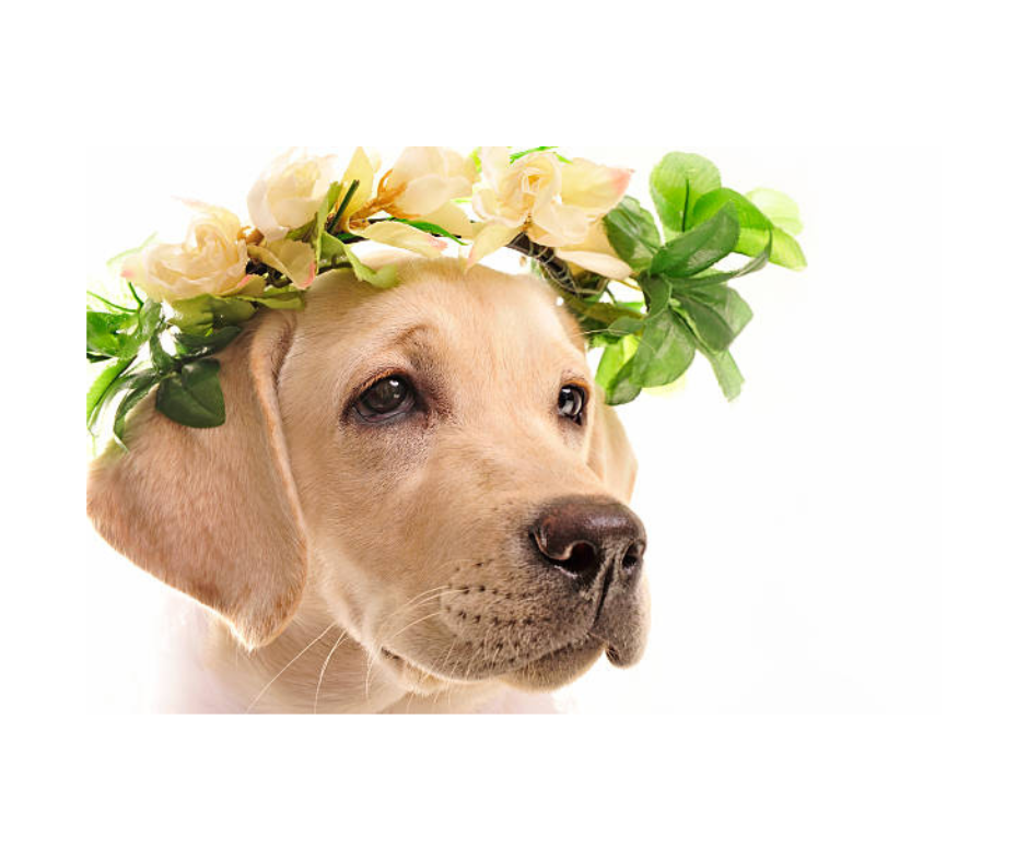 Aunt T's Pet Sitting and Pet Services | Michigan | 810-931-1062 Aunt T's Pet Sitting and Pet Services | Michigan | 810-931-1062 | pet sitting