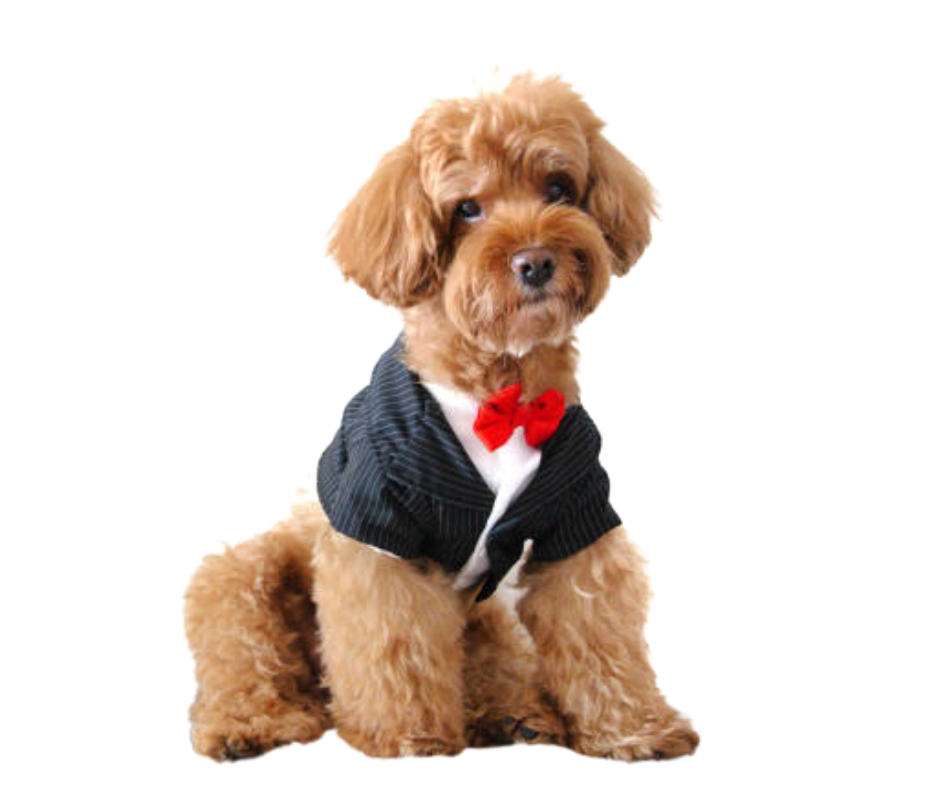 Aunt T's Pet Sitting and Pet Services | Michigan | 810-931-1062 Aunt T's Pet Sitting and Pet Services | Michigan | 810-931-1062 | pet sitting