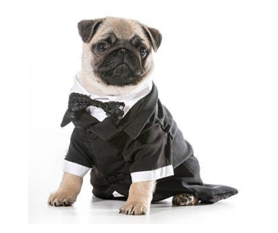 Aunt T's Pet Sitting and Pet Services | Michigan | 810-931-1062 Aunt T's Pet Sitting and Pet Services | Michigan | 810-931-1062 | pet sitting