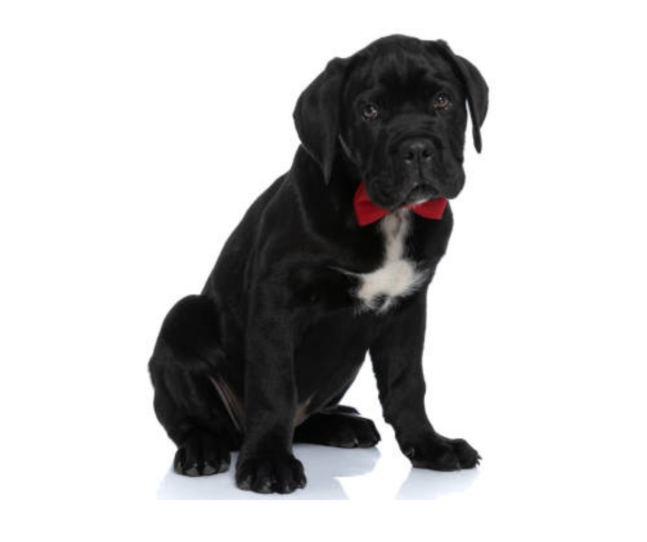 Aunt T's Pet Sitting and Pet Services | Michigan | 810-931-1062 Aunt T's Pet Sitting and Pet Services | Michigan | 810-931-1062 | pet sitting